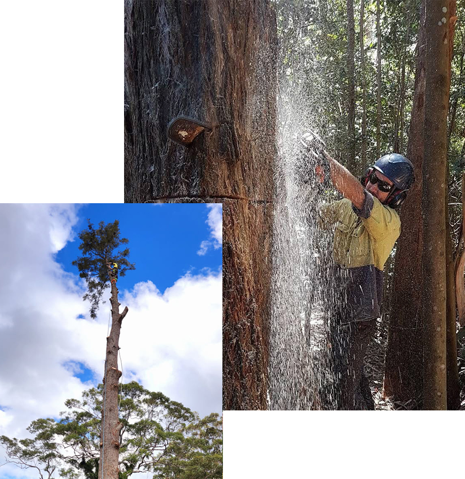 A DC Tree Care Arborist